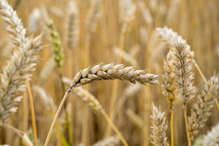 Пченицата има рекордно високи приноси во Австралија