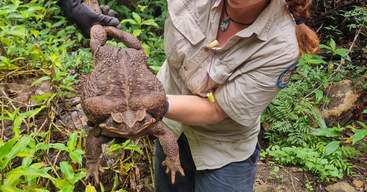 Во Австралија пронајдена жаба тешка 2,7 килограма