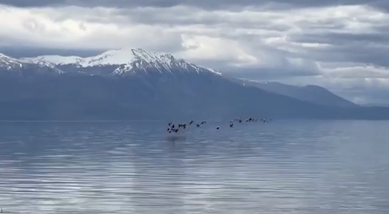 НЕСЕКОЈДНЕВНА ГЛЕТКА ВО ОХРИД – големо јато на фламинго го прелетуваа Охридското езеро токму на Велигден