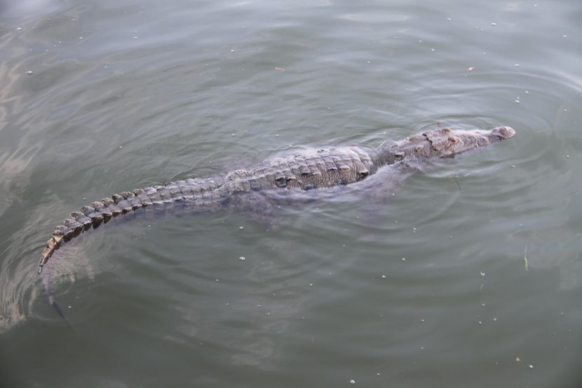 Рибар проголтан од крокодил? Бизарен случај во Австралија, потрагата уште трае