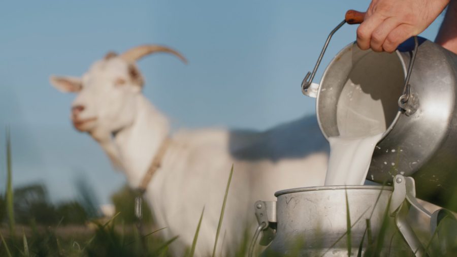Неверојатни продобивки од конзумацијата на козјо млеко