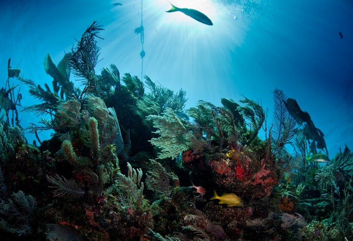 Австралиски научници развија корали отпорни на високите температури