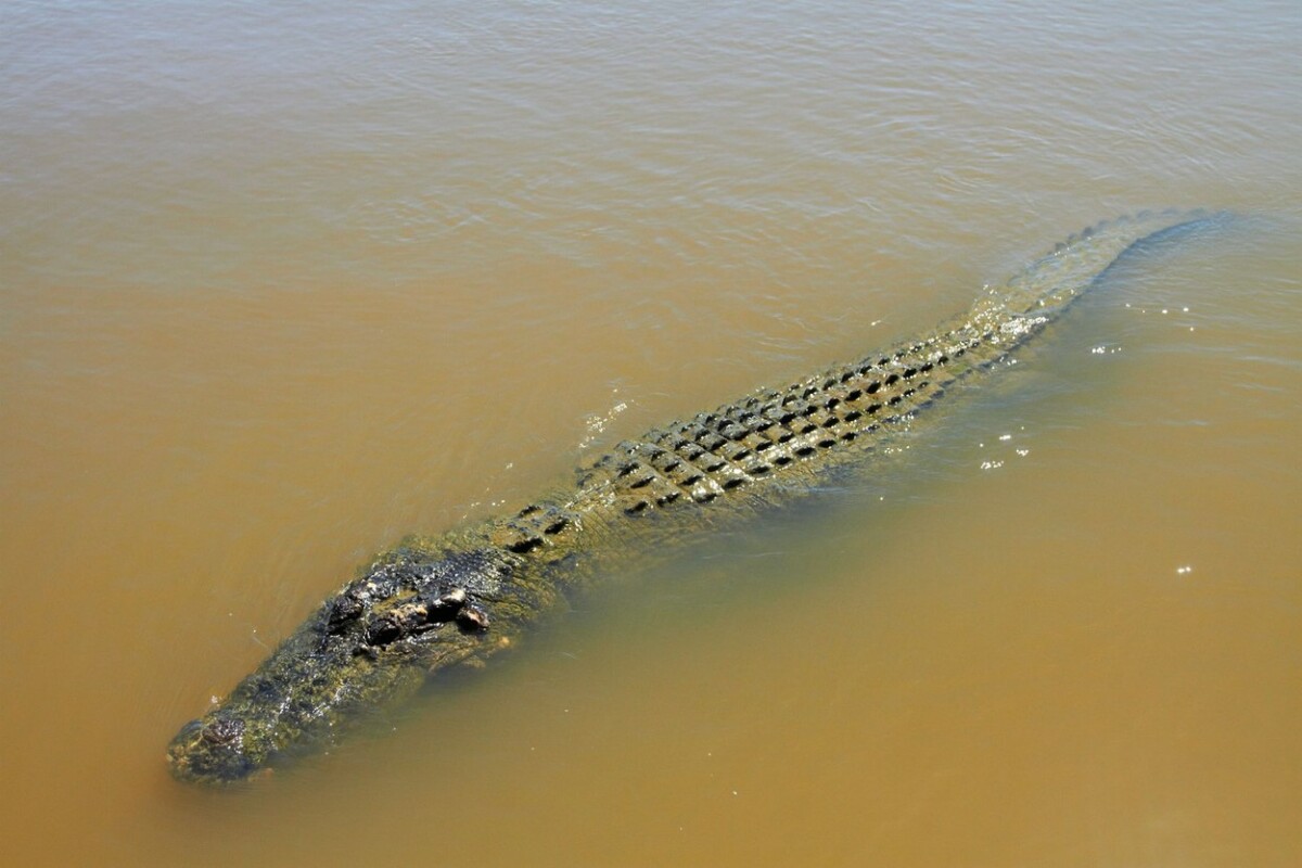 Нуркач во Австралија бил каснат по глава од крокодил, но успеал да се спаси