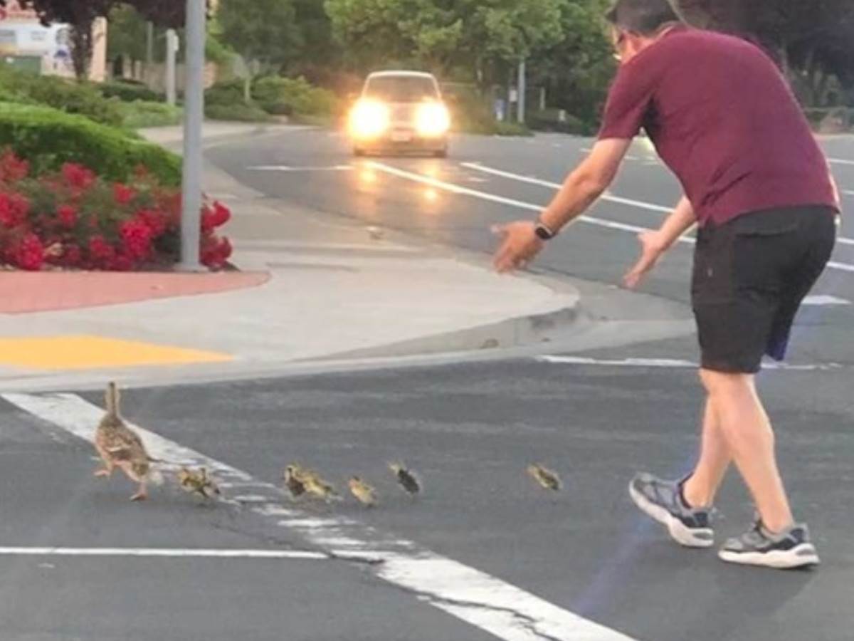 Загинал помагајќи им на патките да ја поминат улицата
