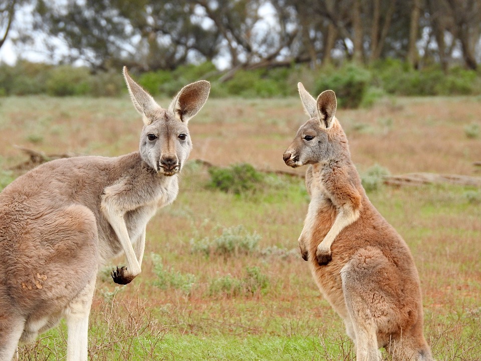Од глад умираат голем број кенгури во Австралија, експертите велат подобро е луѓето да ги убиваат