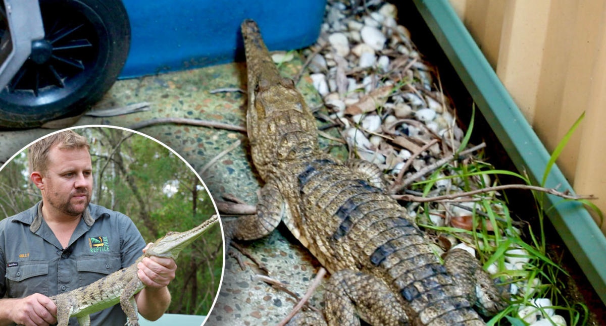 Крокодил слободно се прошетал низ двор на куќа во Нов Јужен Велс
