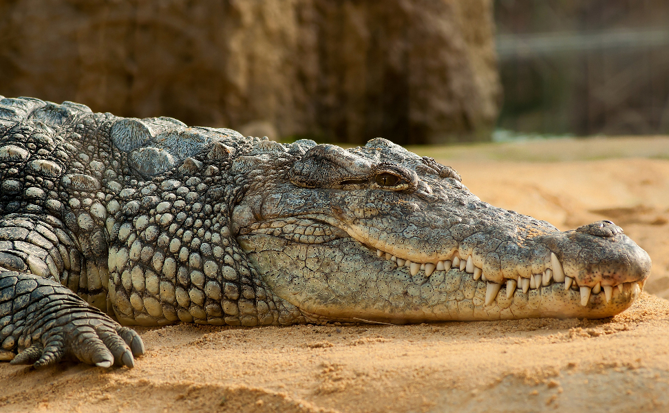 Најголемиот крокодил во светот наполни 120 години, на научниците им нуди нови сознанија за долговечноста
