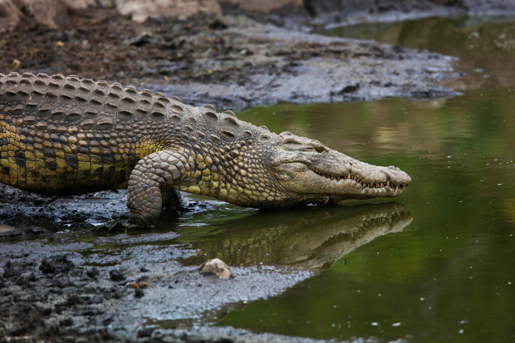 Нуркач од Австралија успеал буквално да извлече жива глава од устата на крокодил