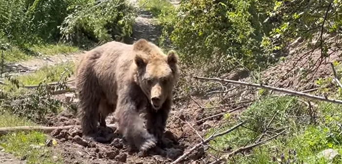 НП Шар Планина: По трочасовна акција, спасен мечок заглавен на бачило