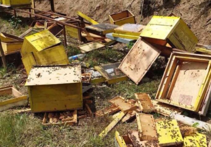 Во Дебарско мечки уништиле околу 200 пчелни сандаци