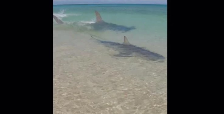 Момче за влакно избегна да заврши во челуста на ајкулите