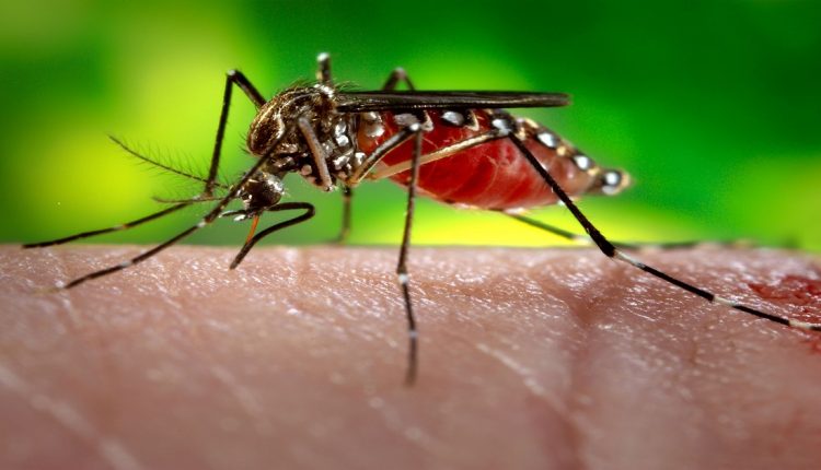 Климатските промени го донесоа во земјава тигрестиот комарец кој е агресивен и активен 24 часа