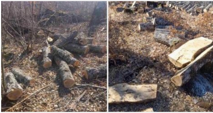 Вработен во НП Галичица, уништувал записници за сеча на дрвна маса над Трпејца и наплаќал во готово