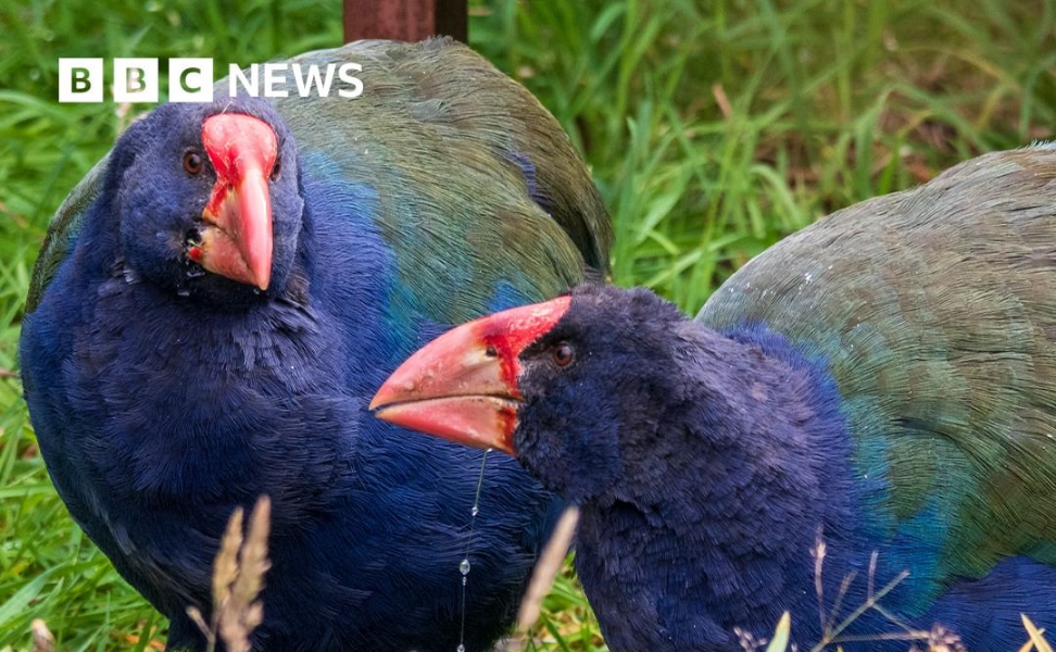 Ретките птици Такахе, кои важеа за истребени, повторно живеат во дивината на Нов Зеланд