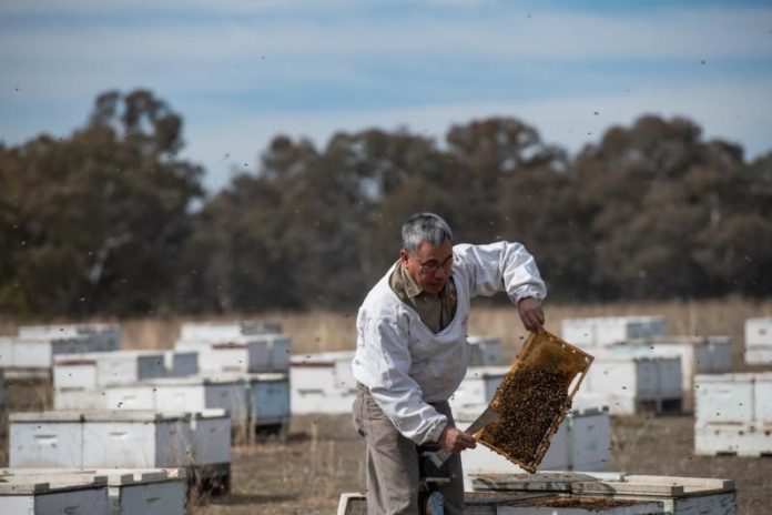 Австралија немоќна во борбата против смртоносниот пчелен паразит