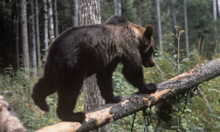 Зголемениот број мечки проблем во Маврово и Ростуше
