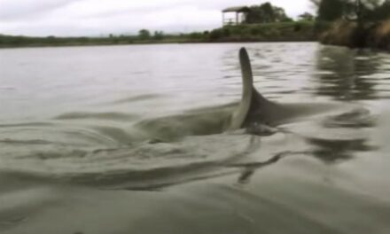На голф-терен во Австралија се појавиле шест ајкули
