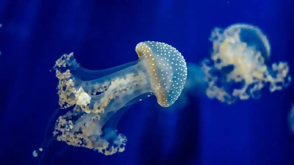 Откриена медуза која може да учи иако нема мозок