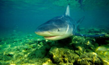 Ајкула во Австралија каснала жена за глава