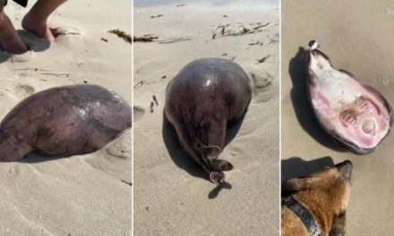 Необично суштество изфрлија брановите на брегот во Австралија