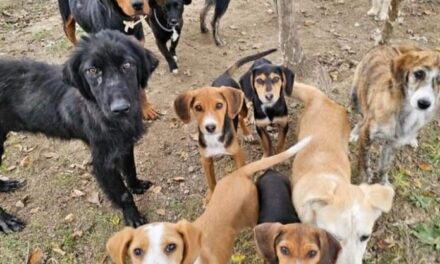 Улични кучиња напаѓаат низ Македонија, 300.000 евра исплатени за штети