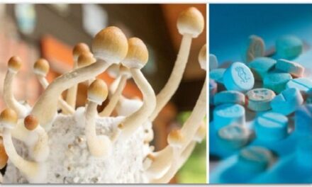 Австралија прва во светот дозволи употреба на магични печурки за лекување депресија